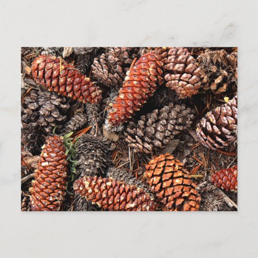 Pine Cones Briefkaart (Voorkant)
