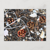 Pine Cones Briefkaart (Voorkant)