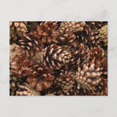 Pine Cones Briefkaart (Voorkant)