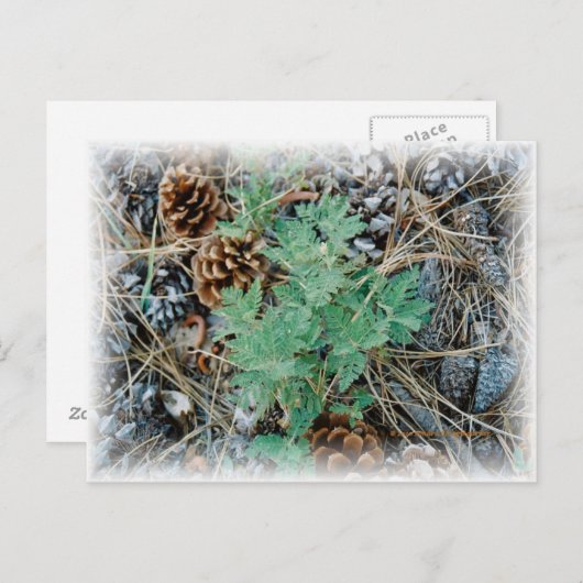 Pine Cones en Fern Briefkaart (Voorkant / Achterkant)