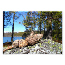 Pine Cones Foto Afdruk
