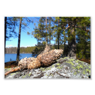 Pine Cones Foto Afdruk