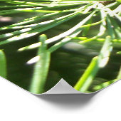 Pine Cones Poster (Hoek)