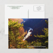 Pine Creek Gorge Overkijk van de Pa Grand Canyon Briefkaart (Voorkant / Achterkant)