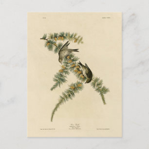 Pine Finch (Pine Siskin), Audubon Birds of America Briefkaart
