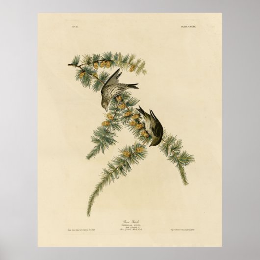Pine Finch (Pine Siskin), Audubon Birds of America Poster (Voorkant)