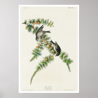 Pine Finch, Poster Audubon