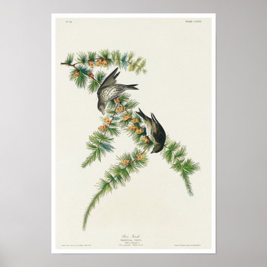 Pine Finch, Poster Audubon (Voorkant)