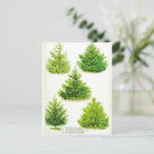 Pine Fir Spruce Tree  Botanische afdrukken Briefkaart (Staand voorkant)