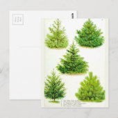 Pine Fir Spruce Tree  Botanische afdrukken Briefkaart (Voorkant / Achterkant)