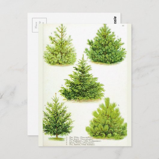 Pine Fir Spruce Tree Botanische afdrukken Briefkaart (Voorkant / Achterkant)