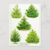 Pine Fir Spruce Tree Botanische afdrukken Briefkaart (Voorkant)
