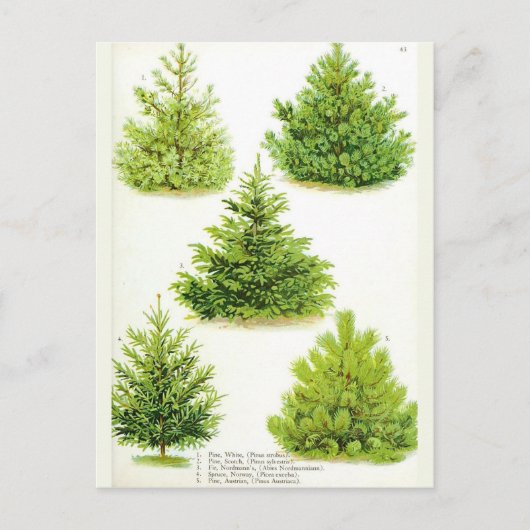 Pine Fir Spruce Tree  Botanische afdrukken Briefkaart (Voorkant)