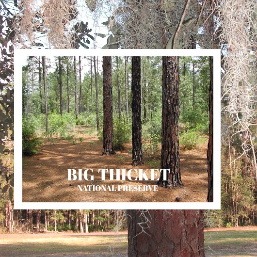 Pine Forest Clearing Big Thicket National Preserve Briefkaart