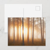 Pine Forest Landscape Briefkaart (Voorkant / Achterkant)