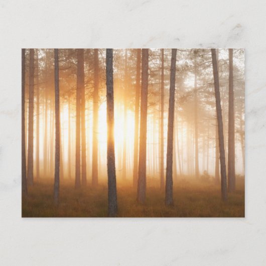 Pine Forest Landscape Briefkaart (Voorkant)