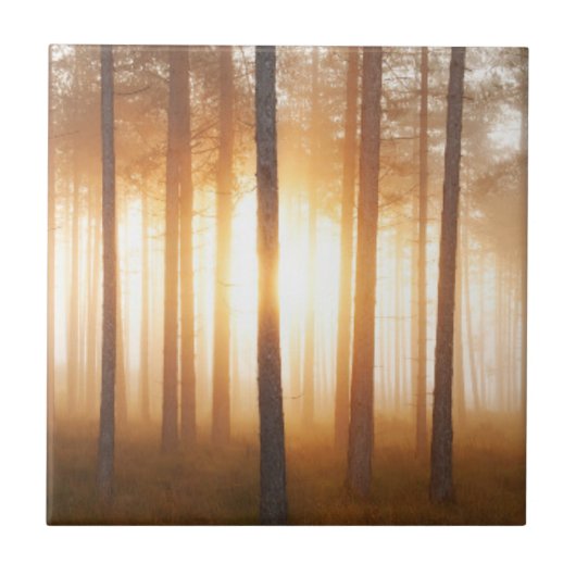 Pine Forest Landscape Tegeltje (Voorkant)