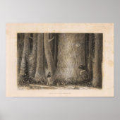 Pine Forest, Oregon Poster (Voorkant)