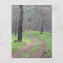 Pine Forest Road Briefkaart