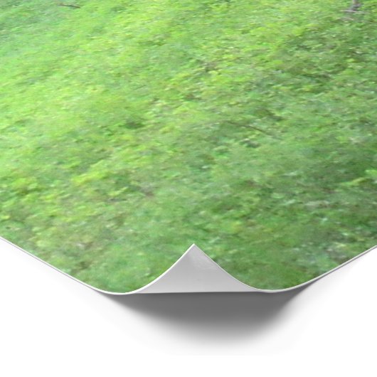 Pine Forest Road Poster (Hoek)