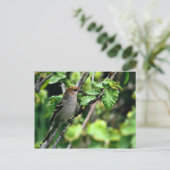 Pine Grosbeak Briefkaart (Staand voorkant)