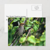 Pine Grosbeak Briefkaart (Voorkant / Achterkant)