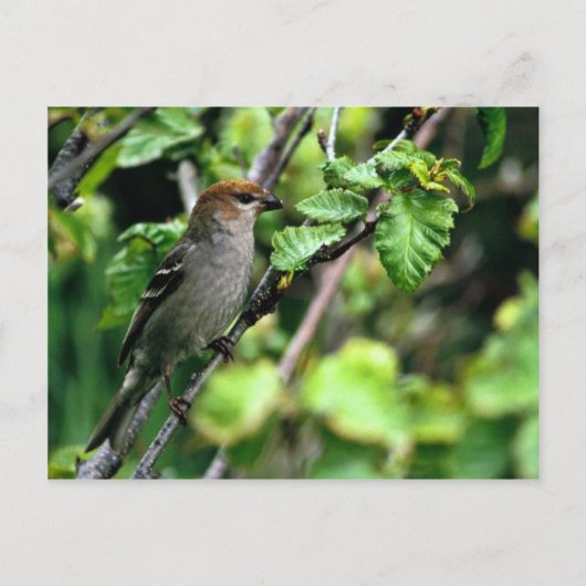 Pine Grosbeak Briefkaart (Voorkant)