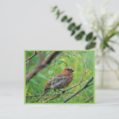 Pine Grosbeak Juvenile Briefkaart (Staand voorkant)