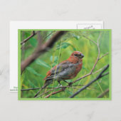 Pine Grosbeak Juvenile Briefkaart (Voorkant / Achterkant)