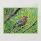Pine Grosbeak Juvenile Briefkaart (Voorkant)
