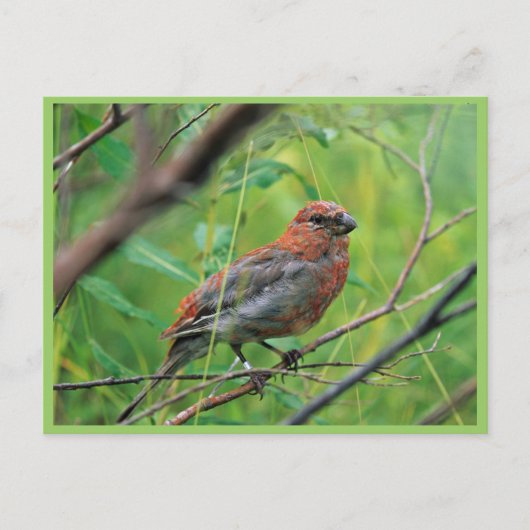 Pine Grosbeak Juvenile Briefkaart (Voorkant)