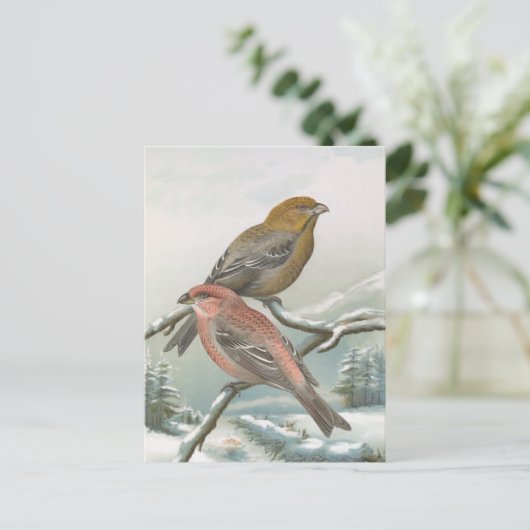 Pine Grosbeak  vogelillustratie Briefkaart (Staand voorkant)