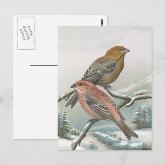 Pine Grosbeak  vogelillustratie Briefkaart (Voorkant / Achterkant)