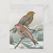 Pine Grosbeak  vogelillustratie Briefkaart (Voorkant)