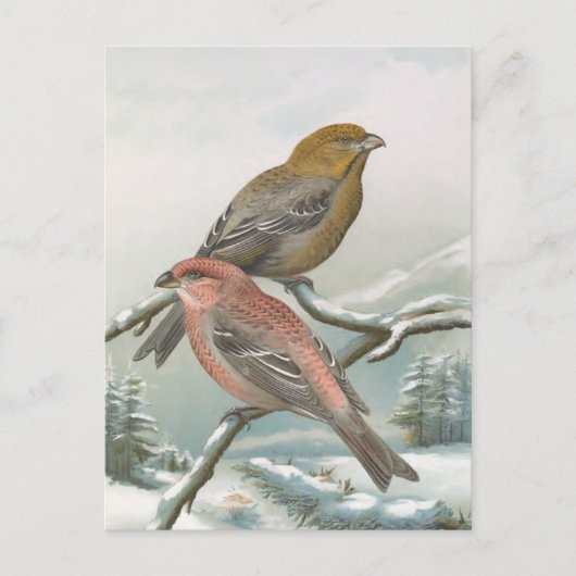 Pine Grosbeak  vogelillustratie Briefkaart (Voorkant)