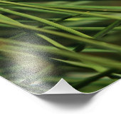 Pine Kone dicht Foto Afdruk (Hoek)