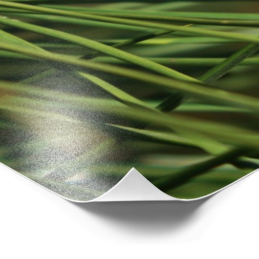 Pine Kone dicht Foto Afdruk (Hoek)