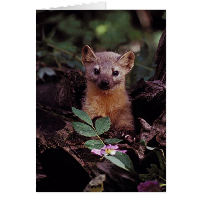 Pine Marten (Voorkant)