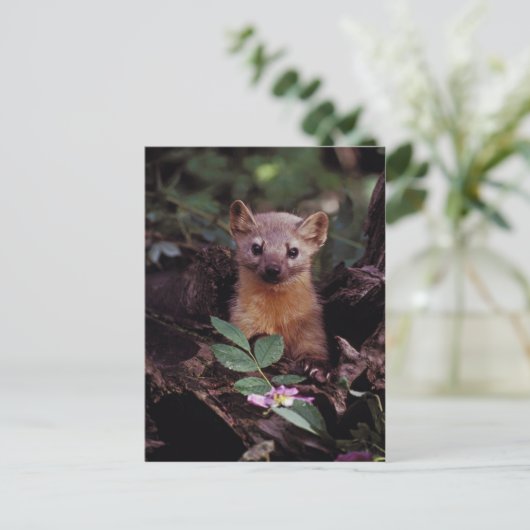 Pine Marten Briefkaart (Staand voorkant)