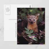Pine Marten Briefkaart (Voorkant / Achterkant)