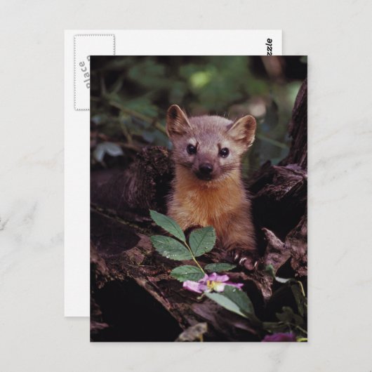 Pine Marten Briefkaart (Voorkant / Achterkant)