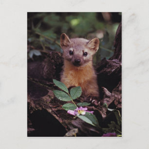 Pine Marten Briefkaart