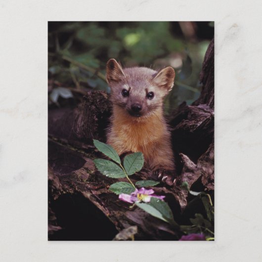 Pine Marten Briefkaart (Voorkant)