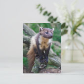 Pine Marten Briefkaart (Staand voorkant)