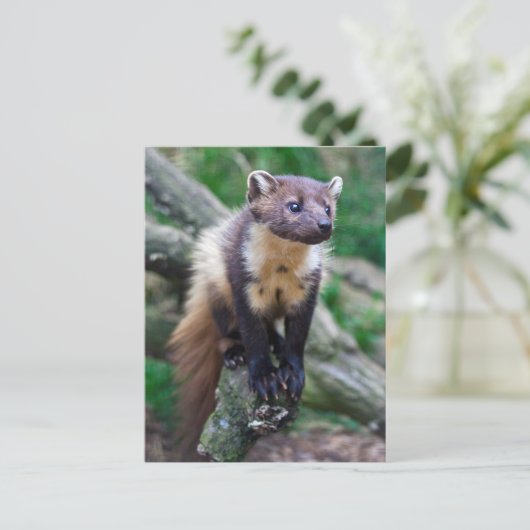 Pine Marten Briefkaart (Staand voorkant)
