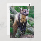 Pine Marten Briefkaart (Voorkant / Achterkant)