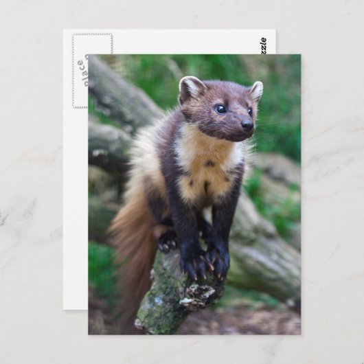 Pine Marten Briefkaart (Voorkant / Achterkant)
