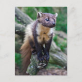 Pine Marten Briefkaart (Voorkant)