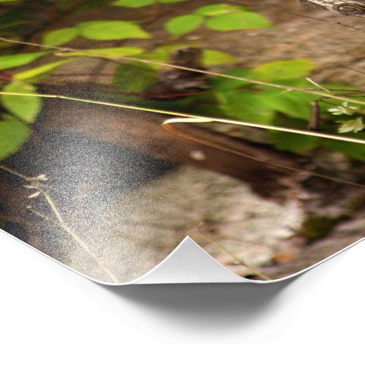 Pine Marten Morning Foto Afdruk (Hoek)