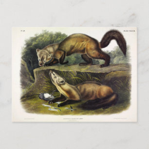 Pine Marten (Mustela Martes) American Marten Briefkaart